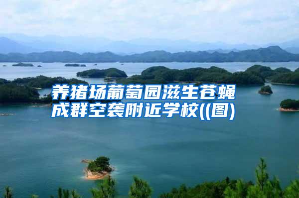 養(yǎng)豬場葡萄園滋生蒼蠅 成群空襲附近學校((圖)