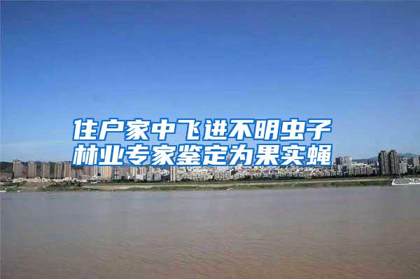 住戶家中飛進(jìn)不明蟲子 林業(yè)專家鑒定為果實(shí)蠅