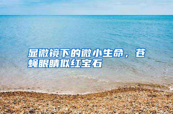 顯微鏡下的微小生命，蒼蠅眼睛似紅寶石