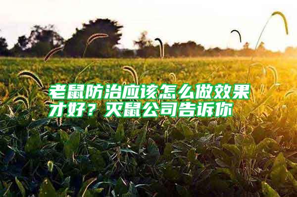 老鼠防治應(yīng)該怎么做效果才好？滅鼠公司告訴你