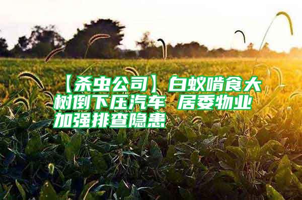 【殺蟲公司】白蟻啃食大樹倒下壓汽車 居委物業加強排查隱患