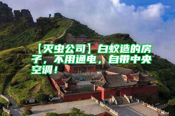 【滅蟲公司】白蟻造的房子，不用通電，自帶中央空調！