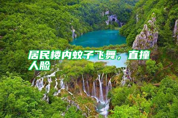 居民樓內蚊子飛舞，直撞人臉