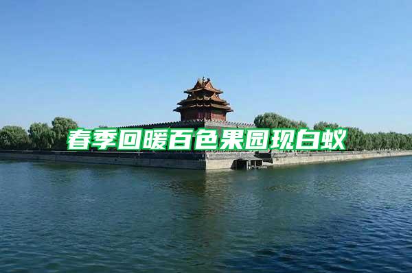 春季回暖百色果園現白蟻