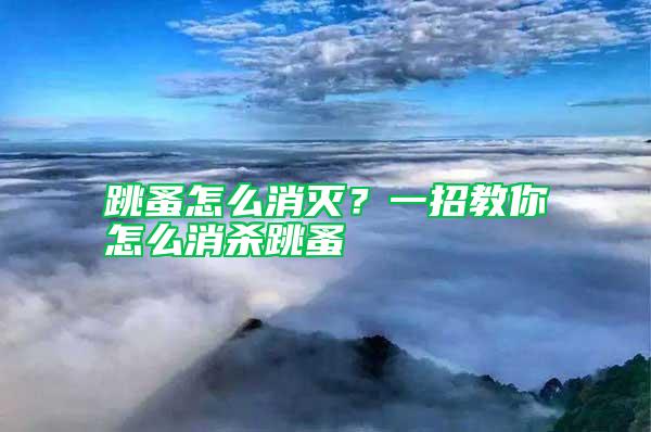 跳蚤怎么消滅？一招教你怎么消殺跳蚤