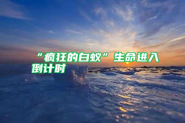 “瘋狂的白蟻”生命進入倒計時