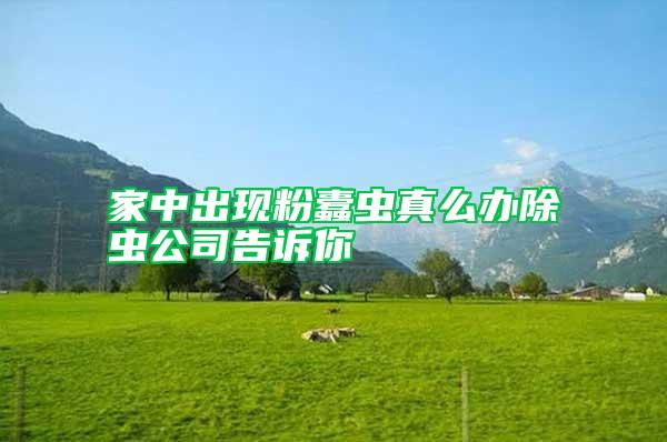 家中出現粉蠹蟲真么辦除蟲公司告訴你