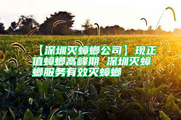 【深圳滅蟑螂公司】現(xiàn)正值蟑螂高峰期 深圳滅蟑螂服務(wù)有效滅蟑螂