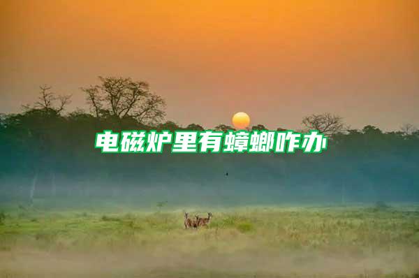 電磁爐里有蟑螂咋辦