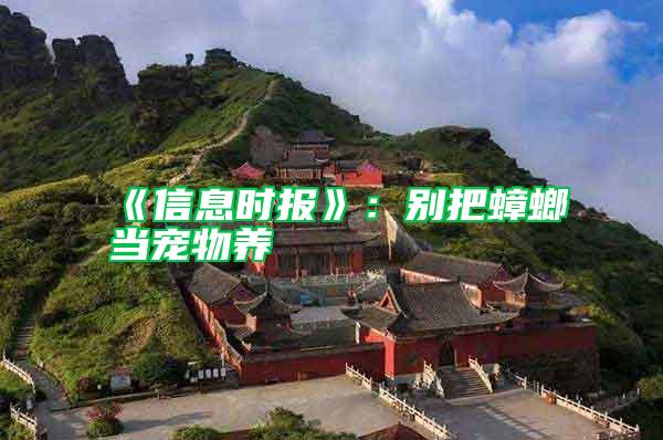 《信息時報》:別把蟑螂當寵物養