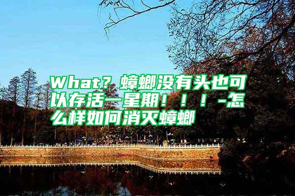 What？蟑螂沒有頭也可以存活一星期！！！-怎么樣如何消滅蟑螂