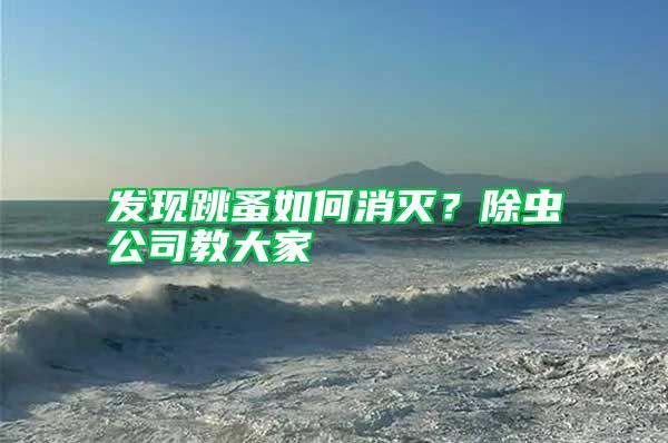 發現跳蚤如何消滅?除蟲公司教大家