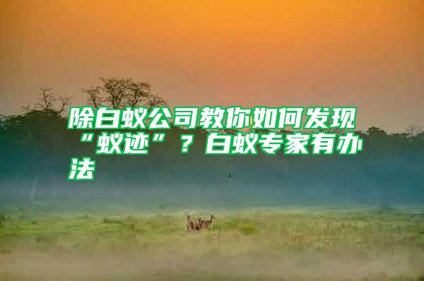 除白蟻公司教你如何發(fā)現(xiàn)“蟻跡”？白蟻專家有辦法