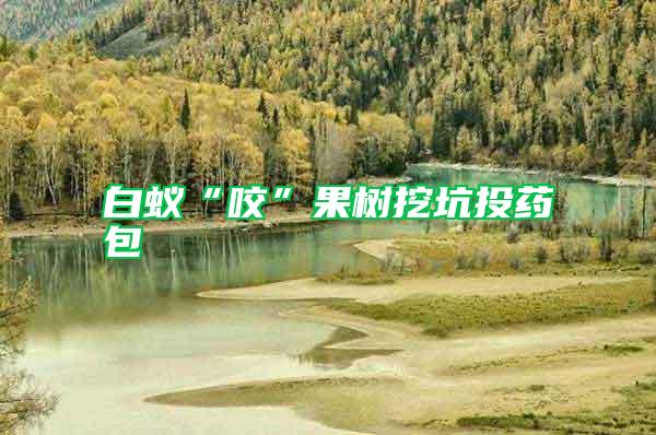 白蟻“咬”果樹挖坑投藥包