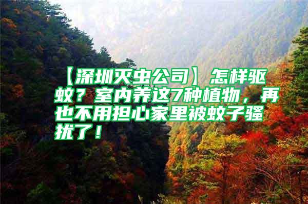 【深圳滅蟲公司】怎樣驅(qū)蚊?室內(nèi)養(yǎng)這7種植物,再也不用擔(dān)心家里被蚊子騷擾了!