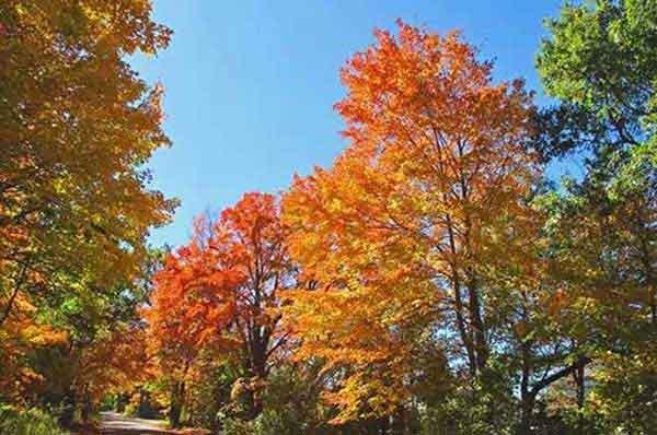 有效預防治理白螞蟻的方法