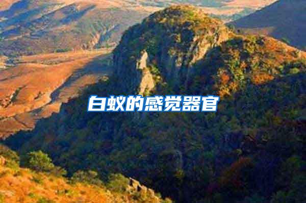 白蟻的感覺器官