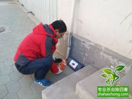 滅鼠公司滅鼠真的專業(yè),不信你來試試