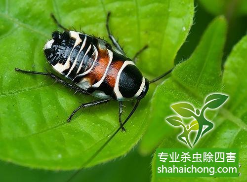 殺蟑螂公司怎么樣滅蟑螂