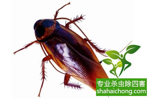 殺蟑螂公司怎么樣滅蟑螂