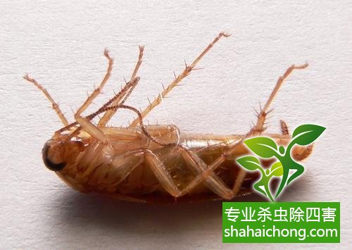 如何消滅蟑螂,怎么樣滅除蟑螂