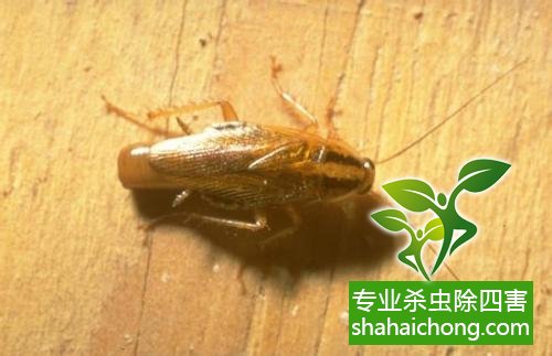 家里有蟑螂怎么辦,蟑螂怎么消滅 殺蟑螂公司怎么樣滅蟑螂