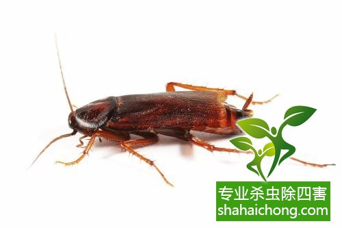 殺蟑螂公司怎么樣滅蟑螂