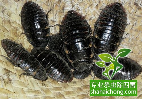 殺蟑螂公司怎么樣滅蟑螂