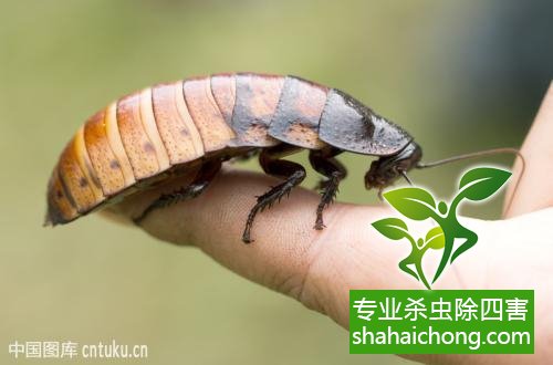 殺蟑螂公司怎么樣滅蟑螂