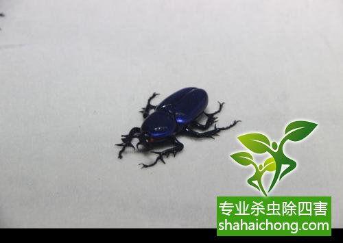 除蟑螂滅蟑螂的方法 如何消滅蟑螂,怎么樣滅除蟑螂