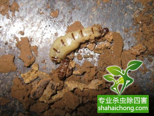 防治白蟻,白蟻防治方法 白蟻怎么治,白蟻防治方法