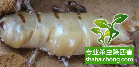 白蟻怎么治,怎么防治白蟻方法